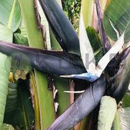 Strelitzia augusta