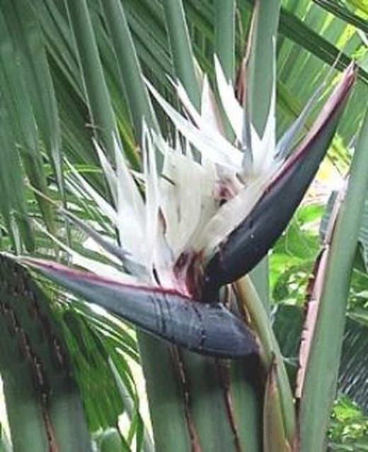 Strelitzia blanca Alba 3g