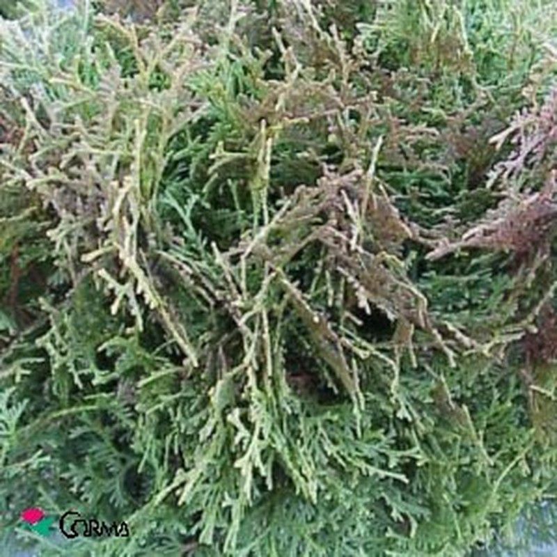 Thuja occidentalis 'tiny tim'  jardineriadelvalles