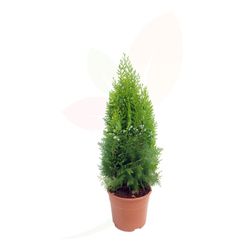 Thuja orientalis aurea nana