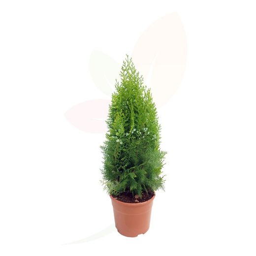 Thuja orientalis aurea nana