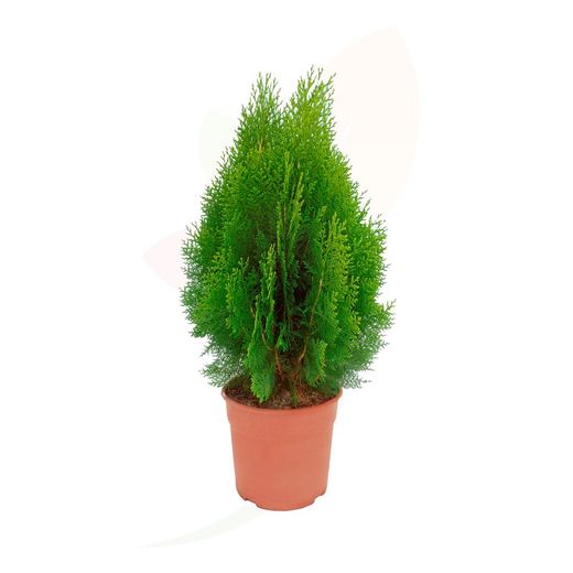 Thuja orientalis aurea nana