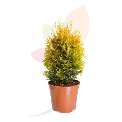 Thuja occidentalis