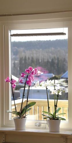 Tira de leds para las plantas naturales