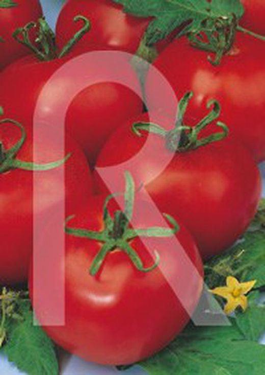 Tomate tres cantos
