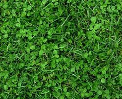 Trebol Blanco Rivelde