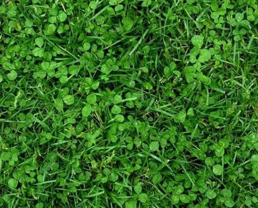 Trebol Blanco Rivelde