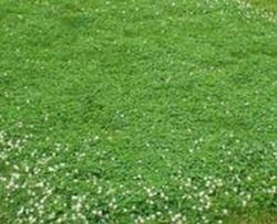 Trebol Blanco Rivelde