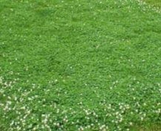 Trebol Blanco Rivelde