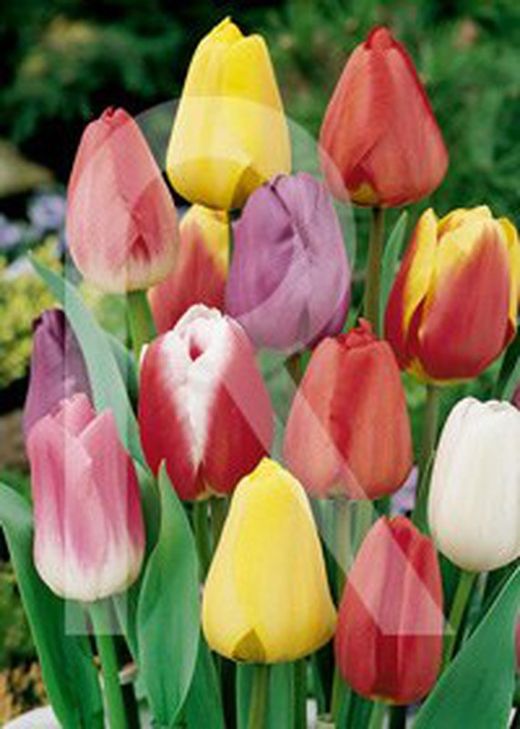 Tulipan mezcla colores (5 bulbos)