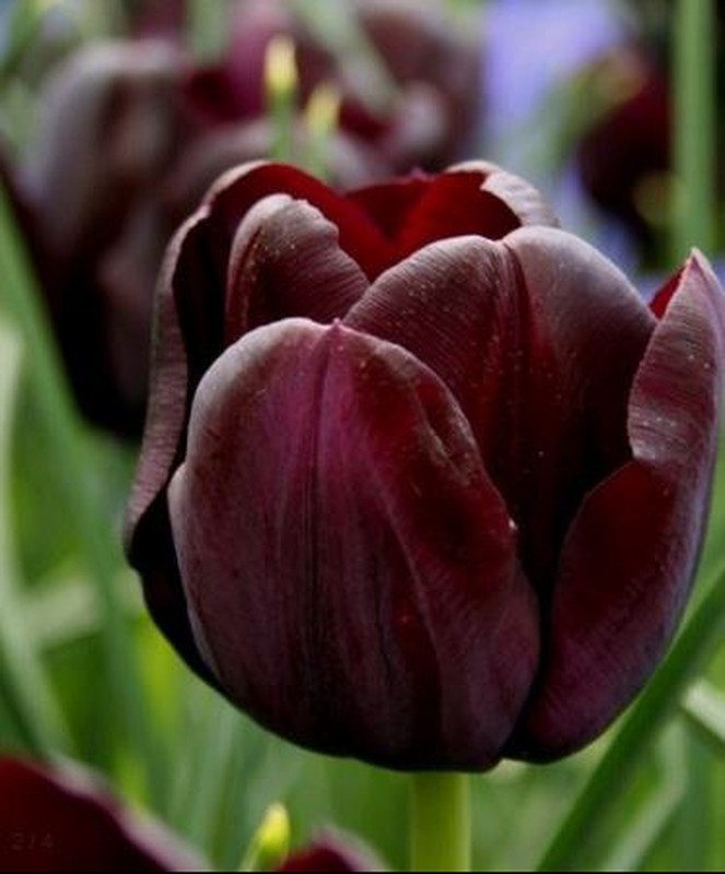 Tulipe Noire Queen of night — lajardineriecreative