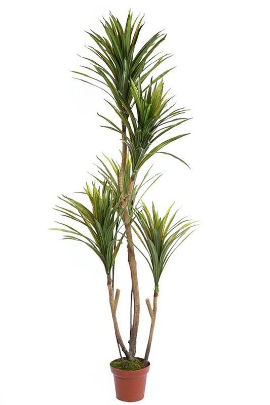 pflanzenstütze dahlien bellissa Mainau Dahlien Stütze – Rasenkante 24 main image 1