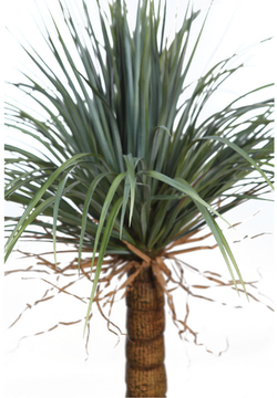 Artificial Yucca 150cm