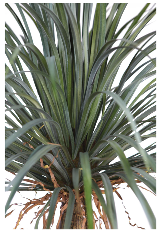 Artificial Yucca 150cm