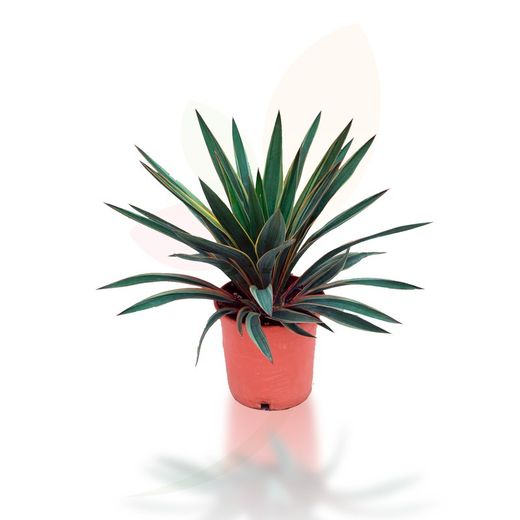 Palmacea Daga española o Yucca gloriosa