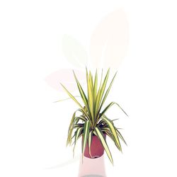 Palmacea Yuca o Yucca guard