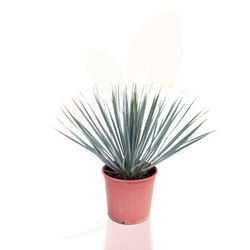 Palmita o Yucca rostrata