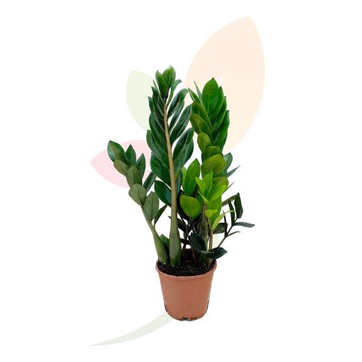 Houseplant Zamioculca zamifolia