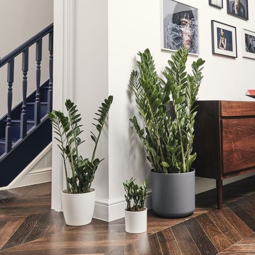 Planta de interior Zamioculca zamifolia