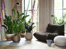 Planta de interior Zamioculca zamifolia