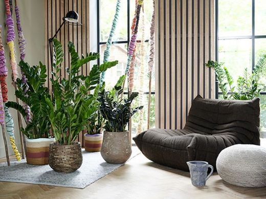 Planta de interior Zamioculca zamifolia