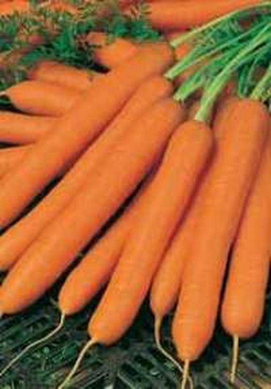 Amsterdam cenoura 6gr — jardineriadelvalles.com